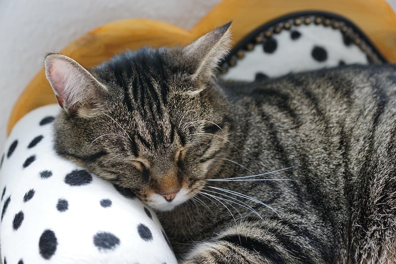 Stress-Free Sleep